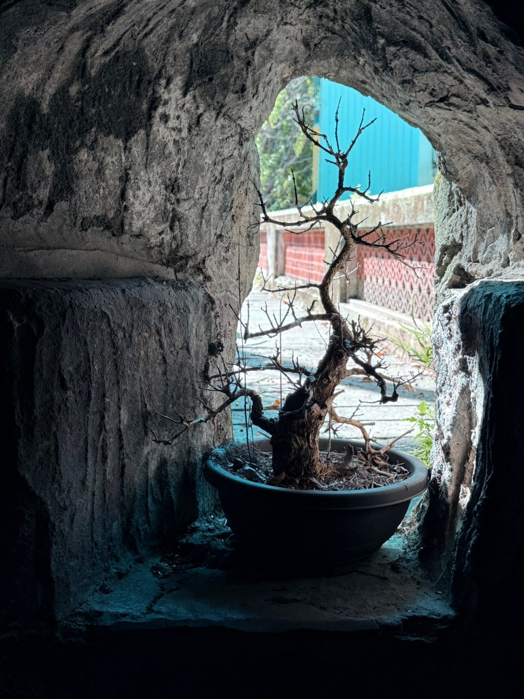 slowly, slowly, the&nbsp;bonsai